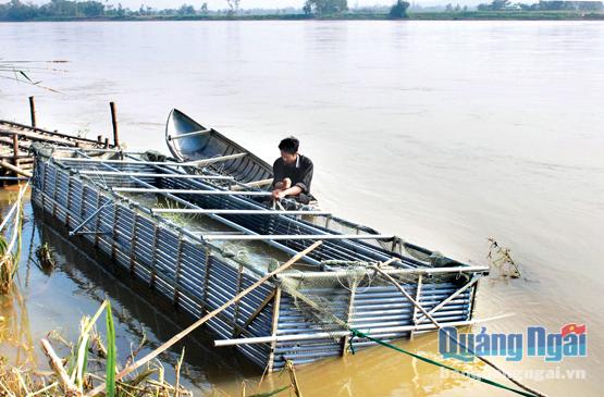 Một số người nuôi cá ven sông Trà ở xã Tịnh Sơn đã đầu tư làm lồng bằng inox, để hạn chế bị hư hại do mưa lũ.    