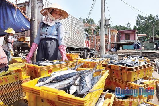 Năm 2016, sản lượng đánh bắt hải sản của ngư dân trên địa bàn tỉnh tăng hơn 7% so với năm ngoái, chủ yếu là tăng về sản lượng đánh bắt xa bờ.       Ảnh: Ý Thu