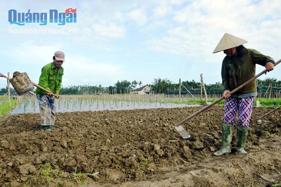Vợ chồng anh Phạm Văn Hùng ngụ thôn Đông Mỹ, xã Nghĩa Hiệp đang làm đất để trồng lứa ớt mới sau khi bị lũ làm thiệt hại hoàn toàn.