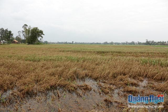 Nhiều diện tích lúa bị mất trắng vì ngập nước gây hư hại