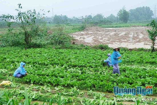 Sáng 7.12, người dân tranh thủ thu hoạch lượng rau cải còn sót lại ở bờ bắc sông Trà Khúc.