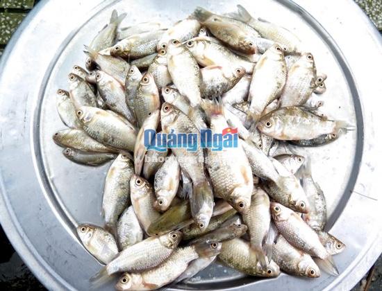 Đặc sản phổ biến mùa lũ như cá diếc có giá khoảng 100 nghìn đồng/kg, còn những loại cá khác thường có giá trên 60.000 đồng/kg.
