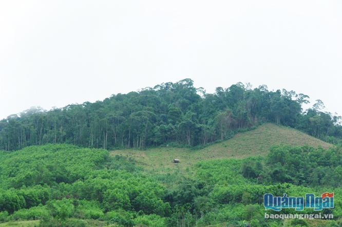 Rừng phòng hộ tại xã Sơn Long (Sơn Tây) đang bị rừng sản xuất của người dân 