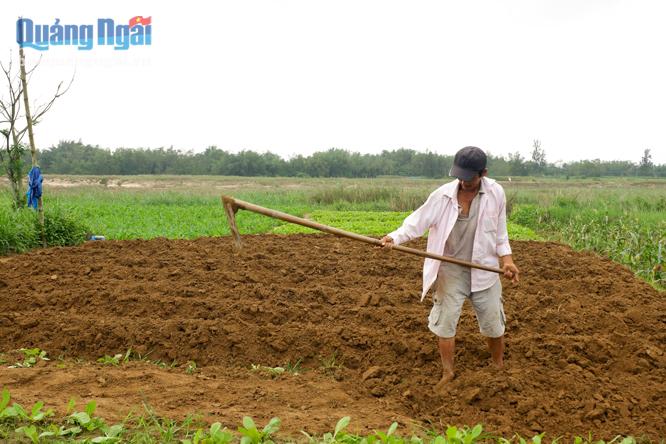 Người trồng rau ở thôn Ngọc Thạch, xã Tịnh An (TP.Quảng Ngãi) đang khẩn trương cuốc đất để trồng vụ rau mới.