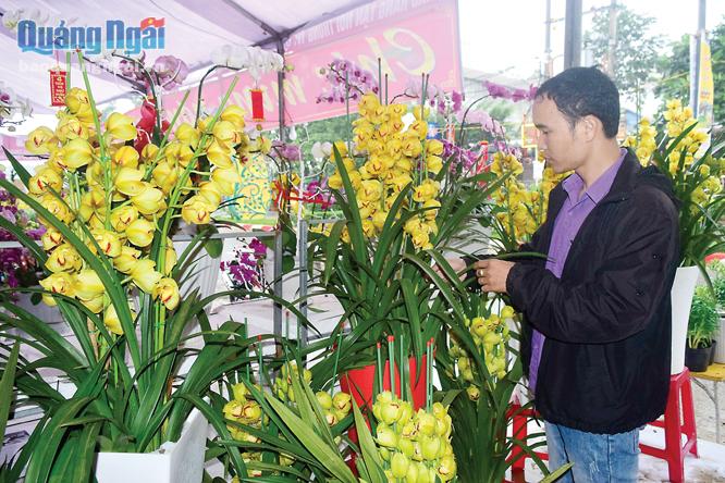 Các loại hoa phong lan được nhiều người dân lựa chon trong diệp Tết năm nay.   Ảnh: Vũ Yến