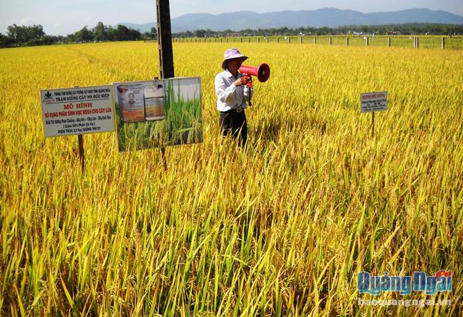 Trung tâm giống Quảng Ngãi - Sản xuất lúa giống tại Trạm giống cây nông nghiệp Đức Hiệp, thuộc Trung tâm giống Quảng Ngãi.