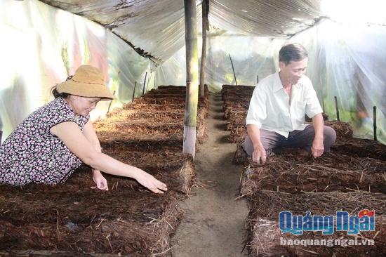 Ông Huỳnh Ngọc Lộc cùng vợ kiểm tra trại nấm rơm. Ảnh: P.L