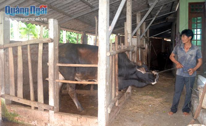 Anh Nguyễn Thanh Việt chăm sóc đàn bò của gia đình. Ảnh: V.T