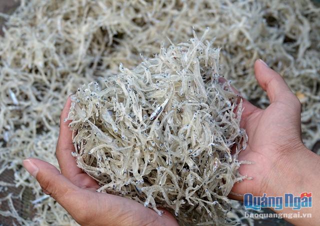 Cá cơm mồm- loại cá đặc sản mang lại giá trị kinh tế cao cho ngư dân Sa Huỳnh