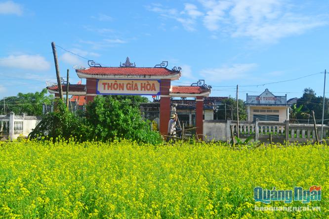 Tháng Giêng về, cải trổ hoa vàng ươm từng vạt dài trên những cánh đồng trồng rau màu ở Tịnh Long, Tịnh An… (TP.Quảng Ngãi)