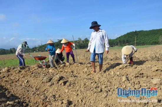 Ông Trương Anh Tuấn(áo trắng) cùng nhân công làm đất để thực hiện dự án trồng măng tây. Ảnh: Phạm Linh.