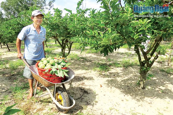 Mãng cầu phù hợp trồng trên đất cát, mang lại thu nhập ổn định cho nhiều hộ dân ở các xã ven biển Đức Phổ.