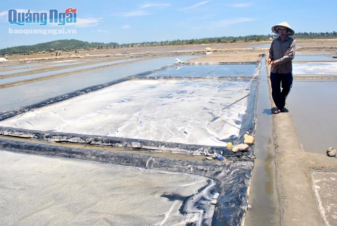 Rất ít ruộng muối được đầu tư làm muối sạch, do kinh phí quá lớn dẫn đến muối Sa Huỳnh chất lượng không cao.