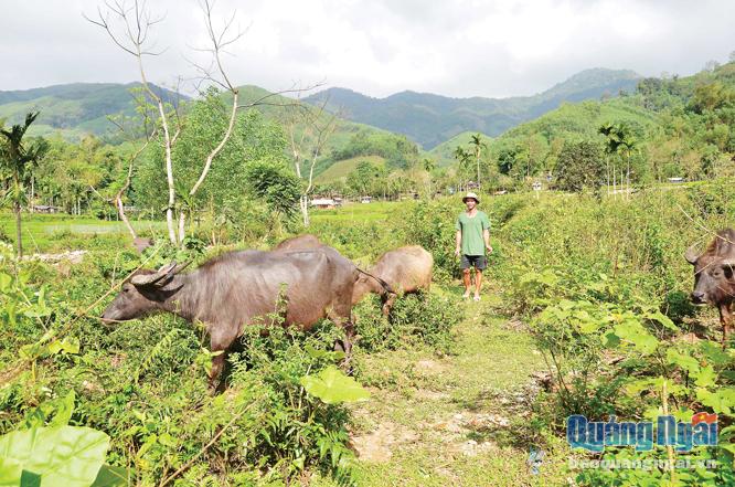 Tập quán chăn thả rông trâu bò của người dân ở các huyện miền núi, khiến việc kiểm soát, phòng chống dịch bệnh gặp nhiều khó khăn.