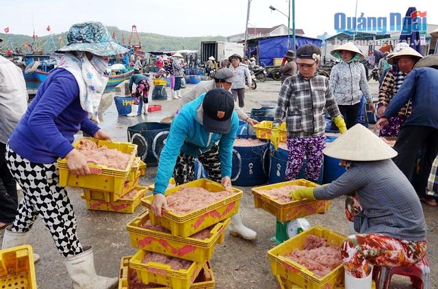 Rất đông thương lái tập trung tại Cảng cá Sa Huỳnh để thu mua, vận chuyển ruốc đi tiêu thụ