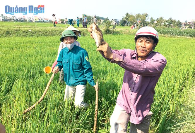  Nông dân ra đồng diệt chuột cứu lúa.                                                                                                               ảnh: VÕ MINH HUY