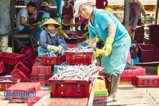 Mùa cá chuồn bắt đầu từ tháng hai và kết thúc cuối tháng tư âm lịch, nhờ đó nhiều ngư dân ăn có thu nhập cao.