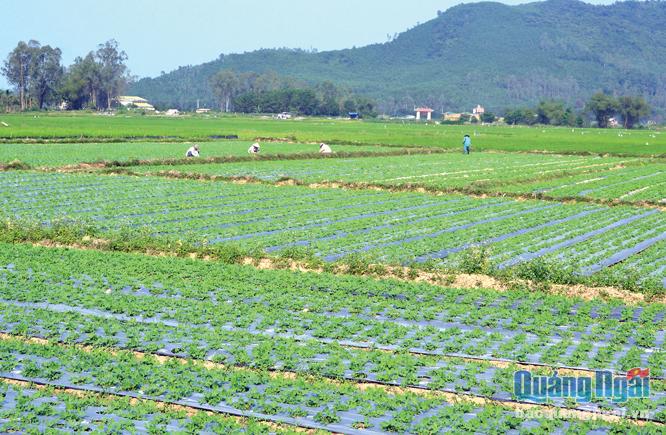 Mô hình trồng đậu phụng phủ bạt của nông dân huyện Sơn Tịnh.