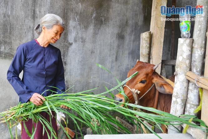 Niềm vui của bà Oanh khi được hỗ trợ bò để phát triển kinh tế.