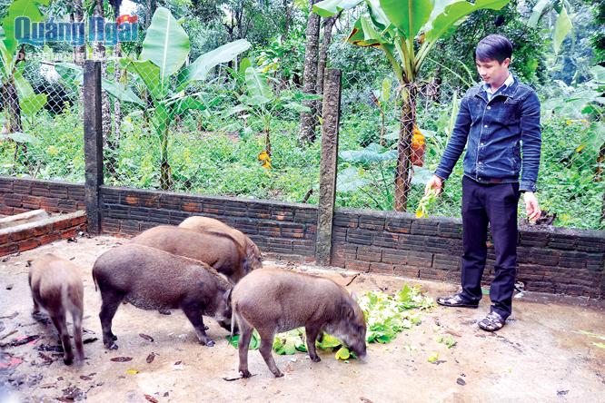 Bên cạnh việc dẫn dắt phong trào thanh niên ở thôn, xã anh Lê Đình Thanh còn là một tấm gương trong phát triển kinh tế bằng mô hình nuôi heo ki.