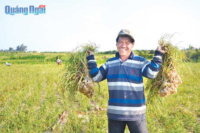 Sản xuất tỏi đem lại nguồn thu nhập cao cho người dân Lý Sơn.