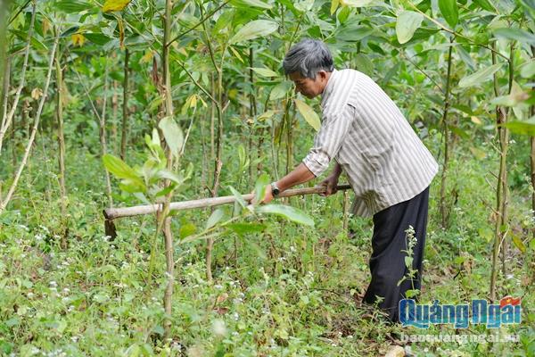 Nhiều hộ dân chấp nhận phá bỏ vườn tạp để chờ cây giống cho mô hình gấc nhưng chờ mãi vẫn không thấy