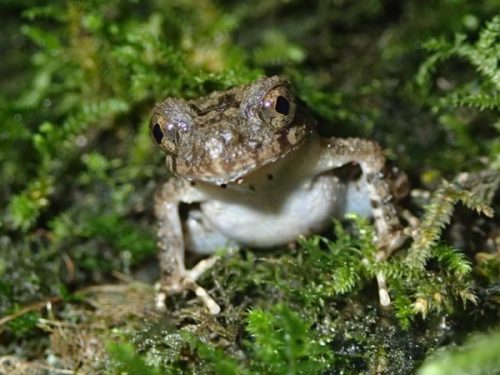 Loài ếch đá mới chỉ dài khoảng 2-5 cm. (Ảnh: Jodi Rowley/Bảo tàng Úc)