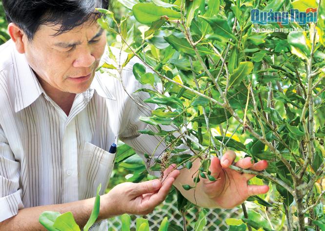 Chủ tịch UBND huyện Sơn Tây Lê Văn Tùng kiểm tra diện tích mắc ca trồng thử nghiệm hiện đã cho quả.    