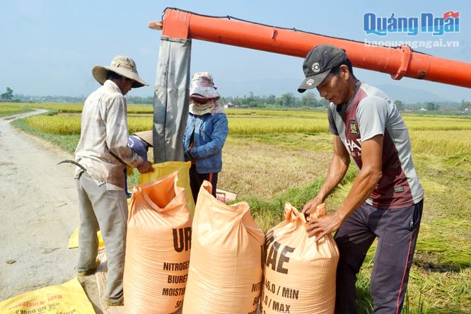 Nông dân phấn khởi vì trà lúa chính được mùa.