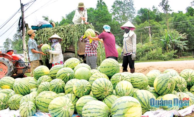Nông dân xã Tịnh Trà (Sơn Tịnh) thu hoạch dưa hấu bán cho Siêu thị Big C.