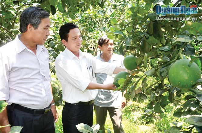 Lãnh đạo Đảng ủy xã Phổ Hòa đi thực tế tìm hiểu hiệu quả của mô hình trồng bưởi da xanh để nhân rộng trên địa bàn xã.