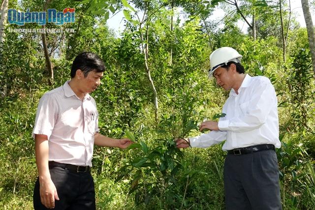 Phó Chủ tịch UBND tỉnh Phạm Trường Thọ kiểm tra mô hình trồng chè ở xã Long Mai