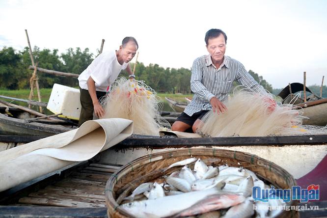 Vì cá biển không ngược về cửa sông, nên dù đánh bắt trắng đêm, ngư dân Trần Cư cũng chỉ bắt được một ít cá móm vụn.