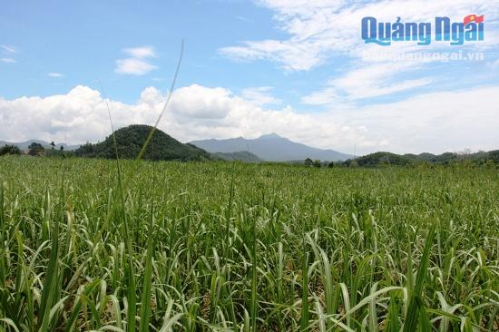 Thôn Gia Ry trước đây là một vùng chuyên canh mía, mì cho giá trị kinh tế thấp.