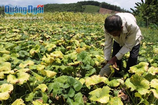 Những vườn rau  dưa leo, khổ qua, bí đỏ... cho giá trị kinh tế cao đang dần 