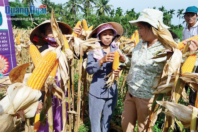 Dù mang lại hiệu quả cao khi thay lúa, nhưng trên địa bàn tỉnh vẫn chưa có cơ sở thu mua, chế biến bắp, khiến nông dân e ngại chuyển đổi giống cây trồng.