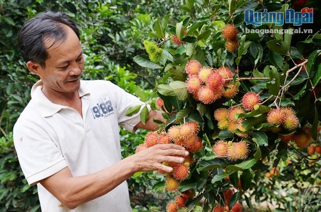 Hiện Nghĩa Hành có gần 1.800ha diện tích cây ăn trái mang lại thu nhập cao
