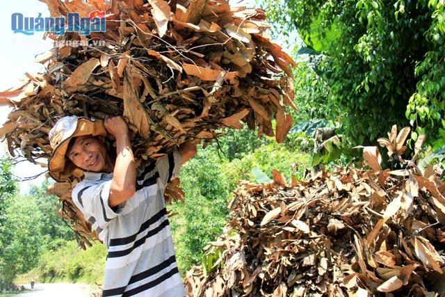 Người dân thu mua cành, lá quế giá cao hơn nhà máy