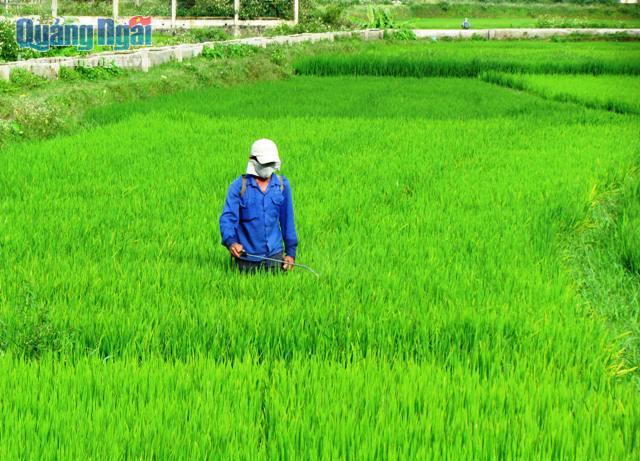 Sản xuất lúa sạch, lúa hữu cơ giúp người dân hạn chế được sử dụng thuốc bảo vệ thực vật.