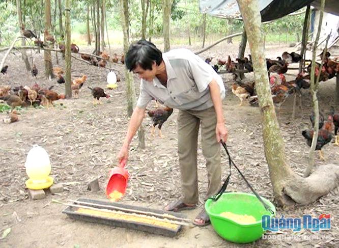 Mô hình chăn nuôi gà thả vườn của nông dân xã Tịnh Thọ (Sơn Tịnh) khá hiệu quả.