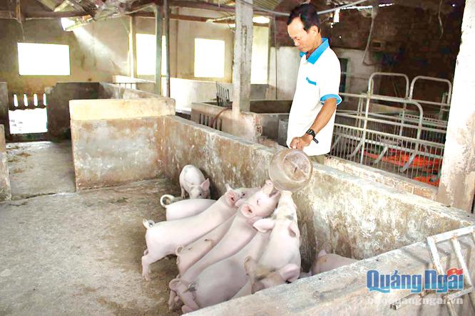   Anh Nguyễn Thọ ở xã Bình Chương là một trong những nông dân SXKD giỏi cấp tỉnh.