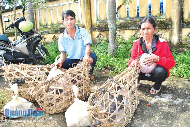 Người dân huyện Sơn Hà nhận heo dự án với hy vọng thoát nghèo.