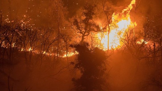 Cháy rừng nghiêm trọng tại California. Nguồn: Abcnews
