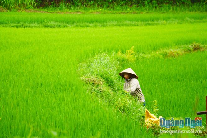 Nhờ lượng nước mưa dồi dào mà vụ lúa hè thu của người dân Trà Phú, Trà Bình (Trà Bồng) xanh tốt.    