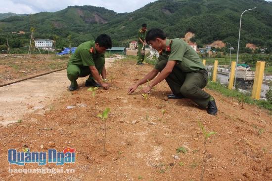 5.000 cây chè xanh Minh Long đã được nhân rộng ở huyện vùng cao Sơn Tây.