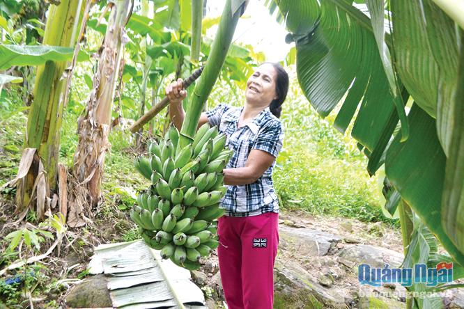 Mô hình trồng chuối giúp nhiều chị em ở thôn Trung 2, xã Trà Sơn phát triển kinh tế gia đình, tăng thêm thu nhập.
