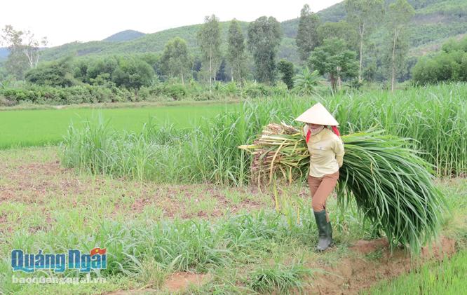 Nước đã tự chảy vào ruộng nên một số hộ dân ở Đồng Miếu – Làng Cũ trồng cỏ voi làm thức ăn chăn nuôi bò lai.      