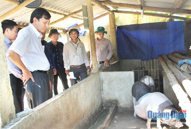 Phó Chủ tịch UBND tỉnh Phạm Trường Thọ kiểm tra thực tế Dự án giảm nghèo khu vực Tây Nguyên tại xã Sơn Nham (Sơn Hà).