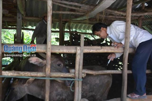 Cán bộ thú y tiến hành tiêm vắc xin cho đàn trâu, bò ở xã Tịnh Hiệp