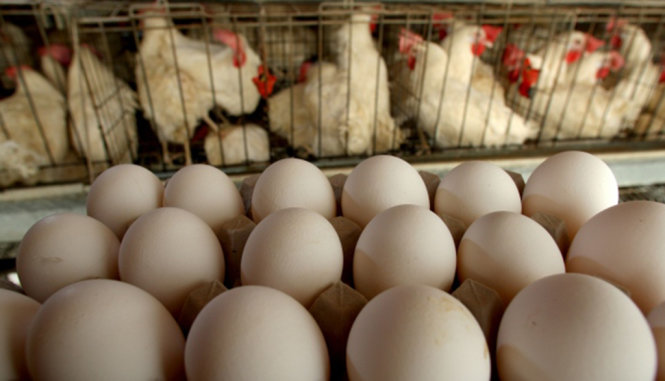 Gà và trứng gà tại một nông trại ở châu Âu - Ảnh: AFP